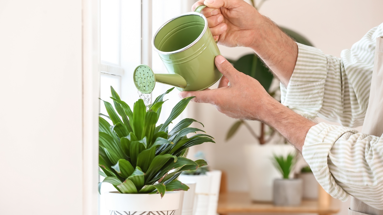 best feng shui plants