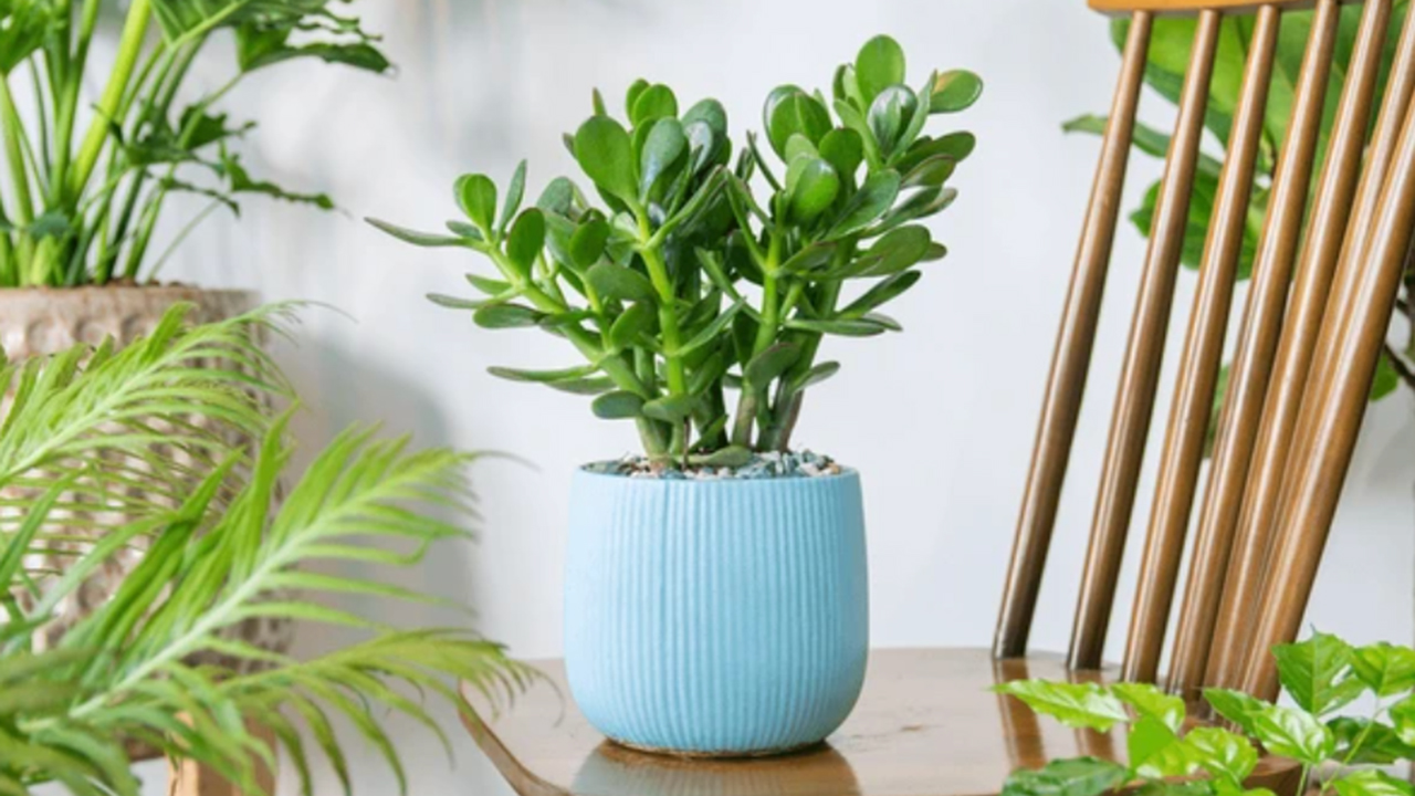 Jade Plant