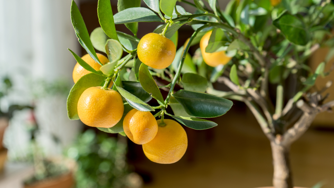 best feng shui plants