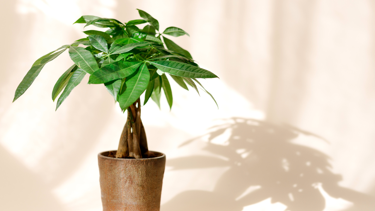 feng shui plant
