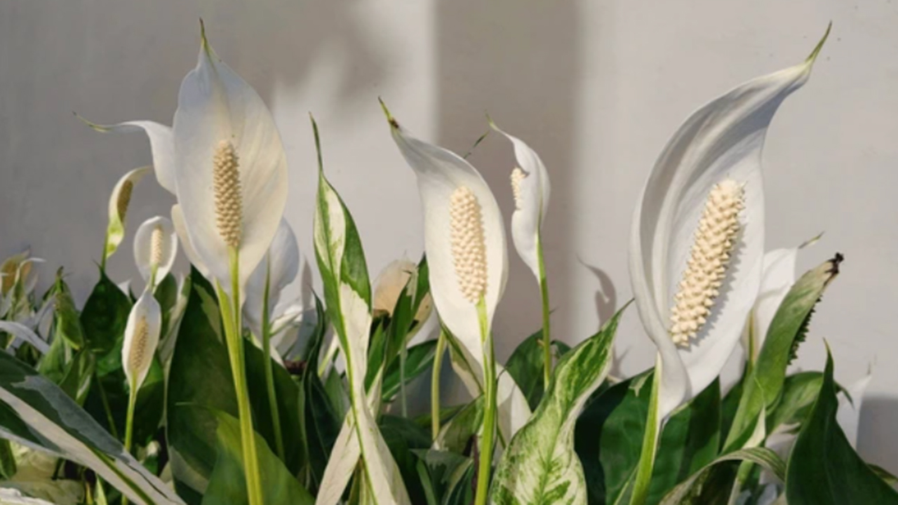 feng shui plant