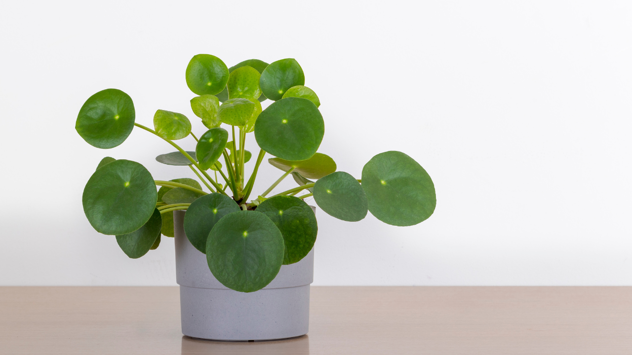 feng shui plant