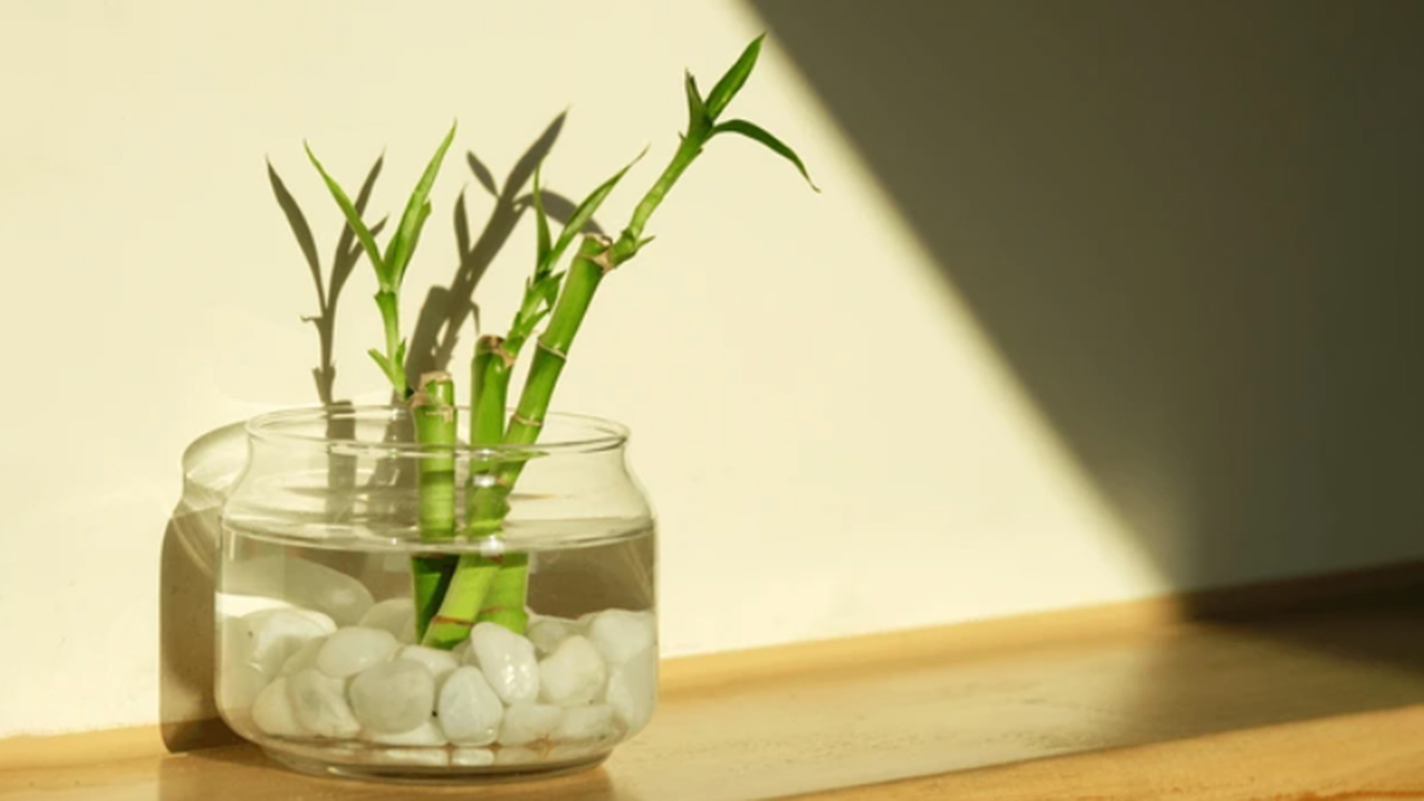feng shui plant